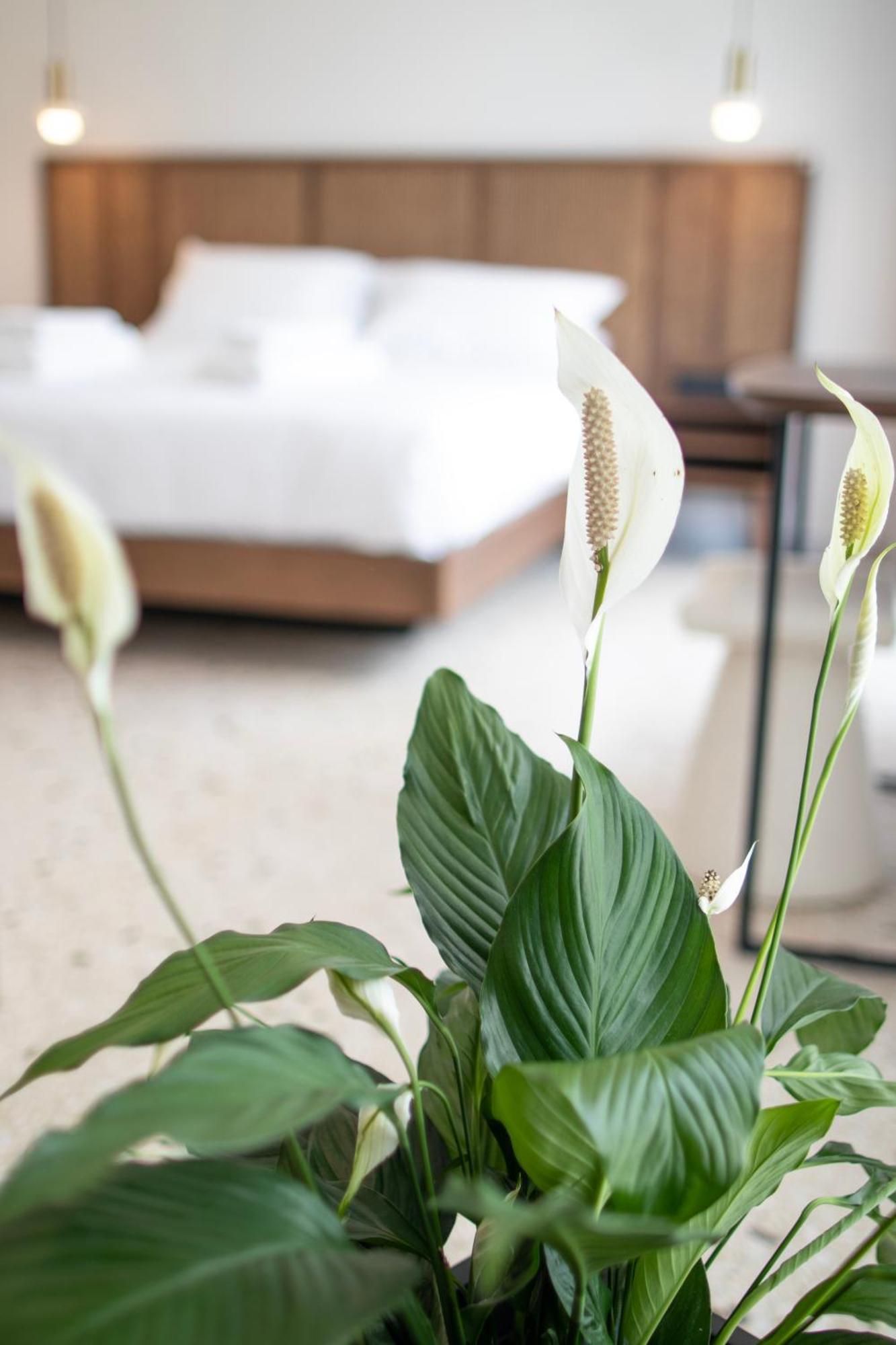 Mythodea Athens Suites Экстерьер фото